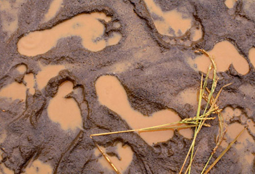 footprints filled with muddy wanter in a rice field. Photo by Robb Kendrick/Aurora/Getty Images